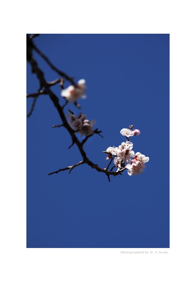 明齋古宅梅(명재고택매)