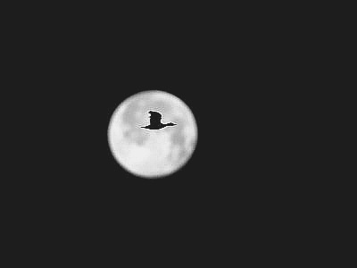 무월(無月) 이미지