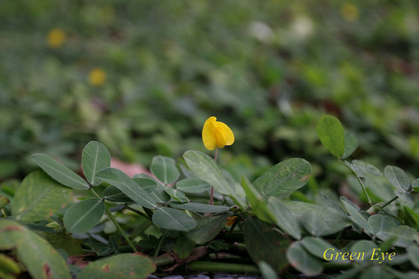 땅콩-한강의 꽃