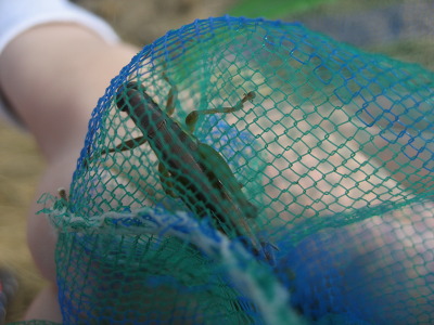 1131DD3C4EA4237A10DACB