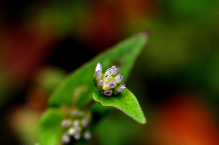 2009 천왕봉 산행(4) 제석봉을 지나며,,