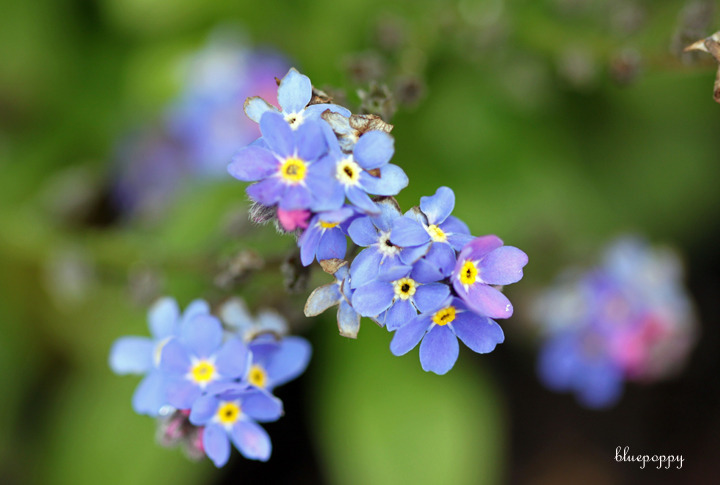 물망초forgetmenot 이미지