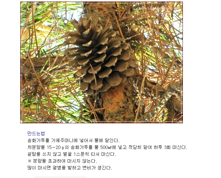 송화차 