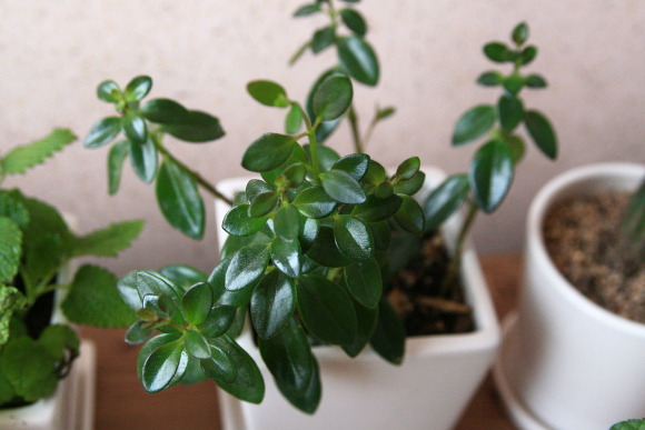 nematanthus gregarius goldfish plant. gregarius goldfish plant.