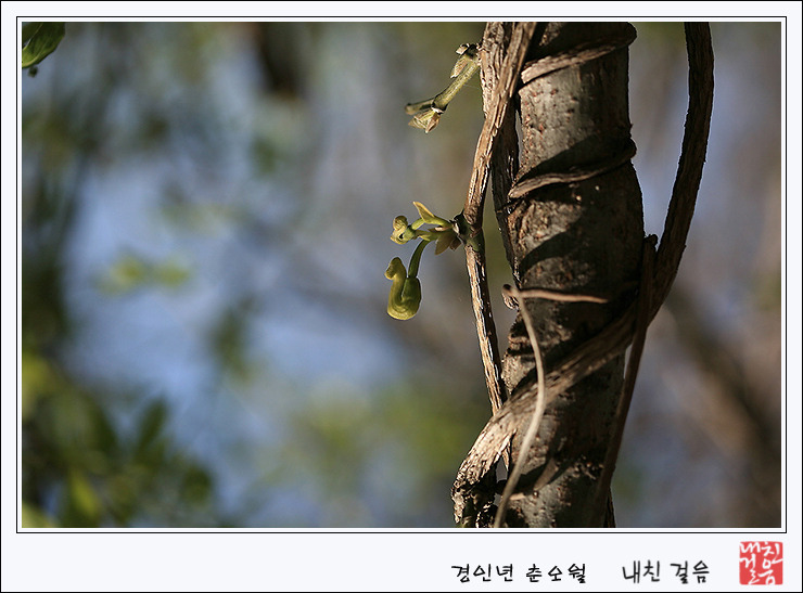 고운소리 이미지