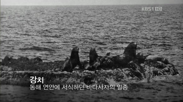 “日이 멸종시킨 독도 바다사자 돌려주세요”