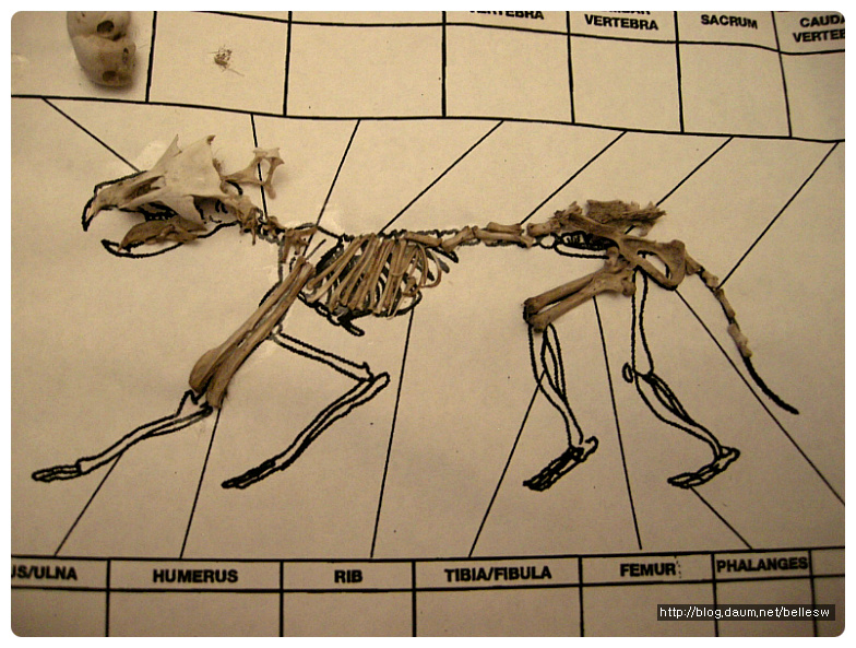 rodent-bone-identification