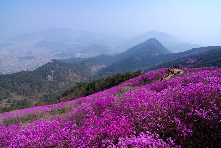 전국은 지금 진달래 천지