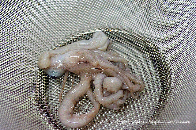 낙지아줌마 이미지