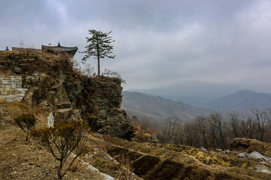 보은꽃 이미지