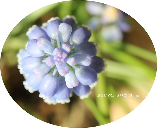 청보라정원 이미지
