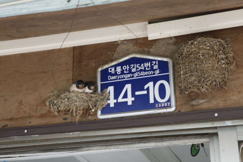 먹이를 물고온 엄마를 향한 새끼 제비들