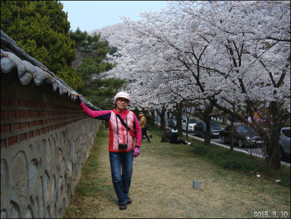 호암 미술관 희원&가실 벚꽃 길에서/2014, 4, 10