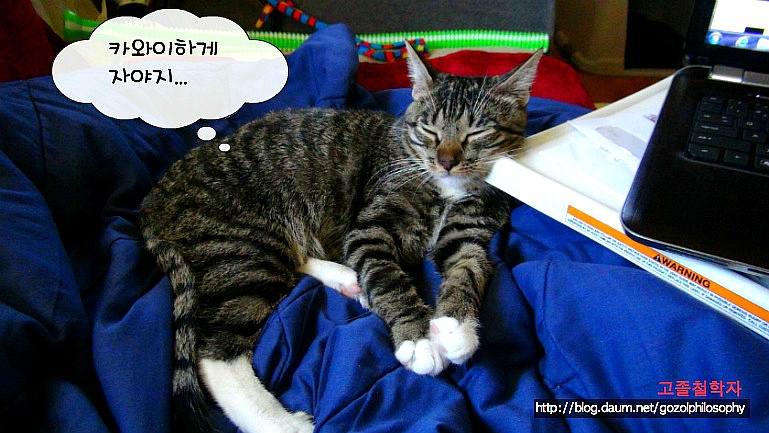 고양이가 잠드는 과정.. | 인스티즈
