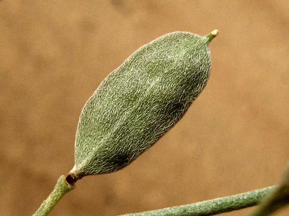 사막가지냉이 Farsetia aegyptia Turra