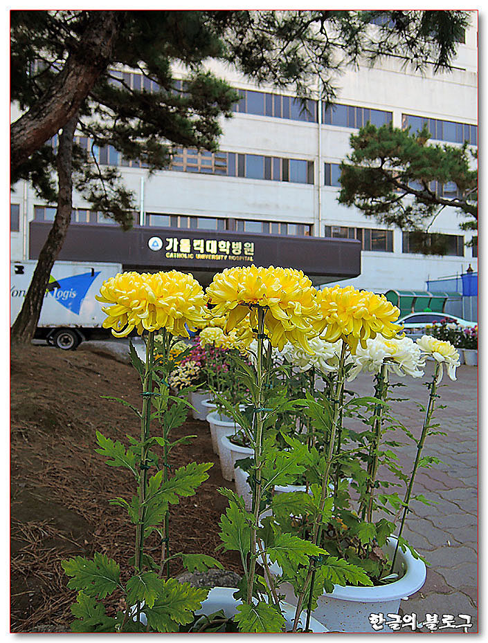 고주파전극도자절제술(고주파도자절제술) - 부정맥 치료(가톨릭대학병원)