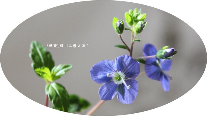 베로니카 이미지