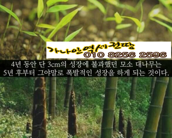역세권 투자와  모소 대나무의 (퀀텀리프 ∞ 퀀텀점프,) 폭풍성장 이야기 
