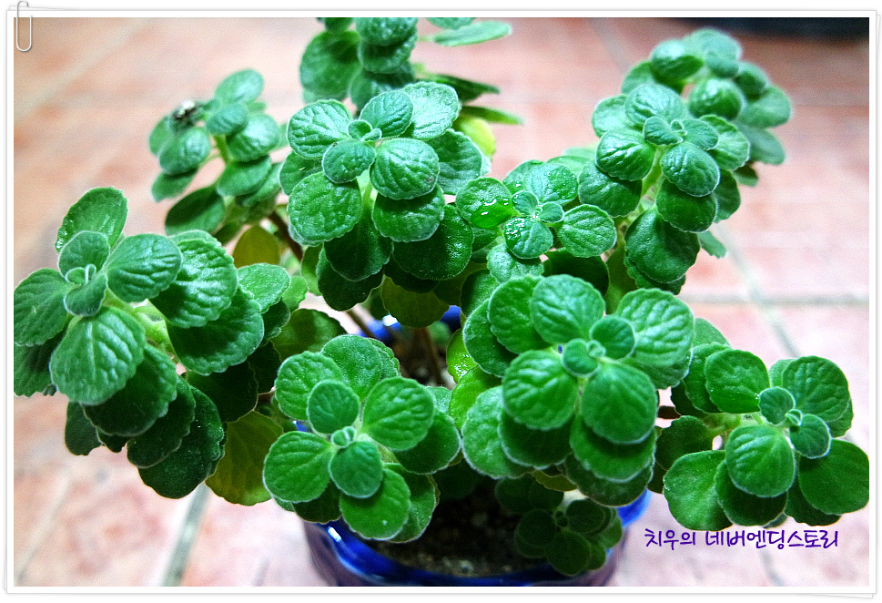장미허브, 빅스플랜트(Vick's Plant), Succulent Coleus