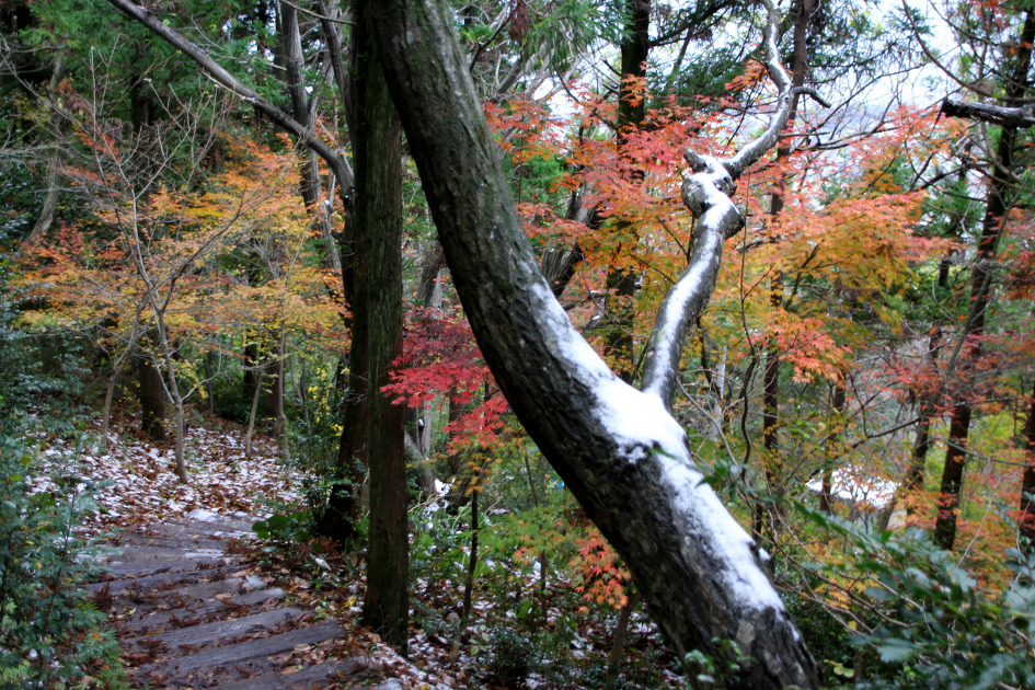 제주 올레 6~7번, 10번길과 영실코스를 따라 눈 덮힌 한라산의 황홀한 모습을 즐기다..
