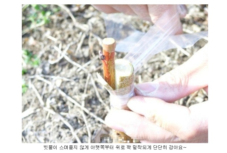 망치접목 녹지접목 동영상