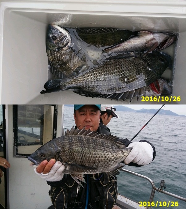 바다낚시 > 점주선장조황 > 감시 5짜는 터트리고 4짜조황(안골해성호) 감시 5짜는 터트리고 4짜조황안골해성호