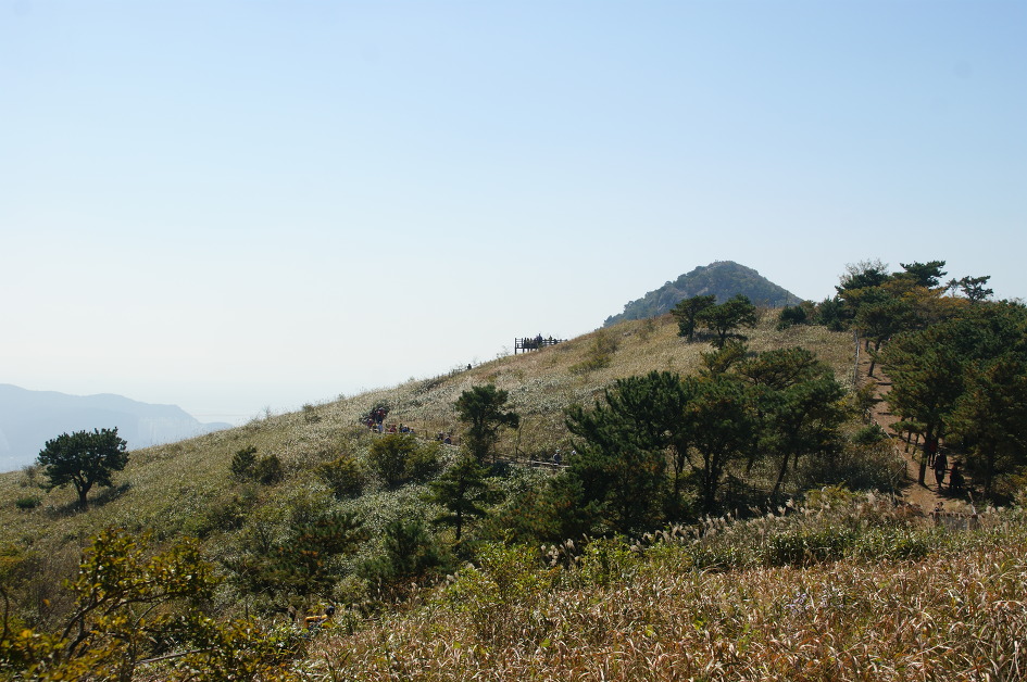 엄광산 ~ 구덕산 ~ 승학산(14.10.18 (토)) 억새