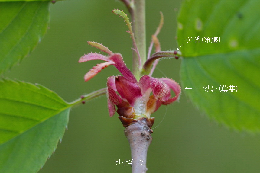 잔털벚나무의 잎눈과 꿀샘