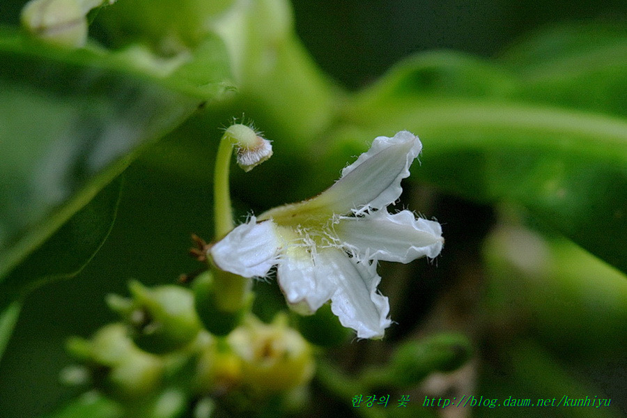 Scaevola Taccada-한강의 꽃