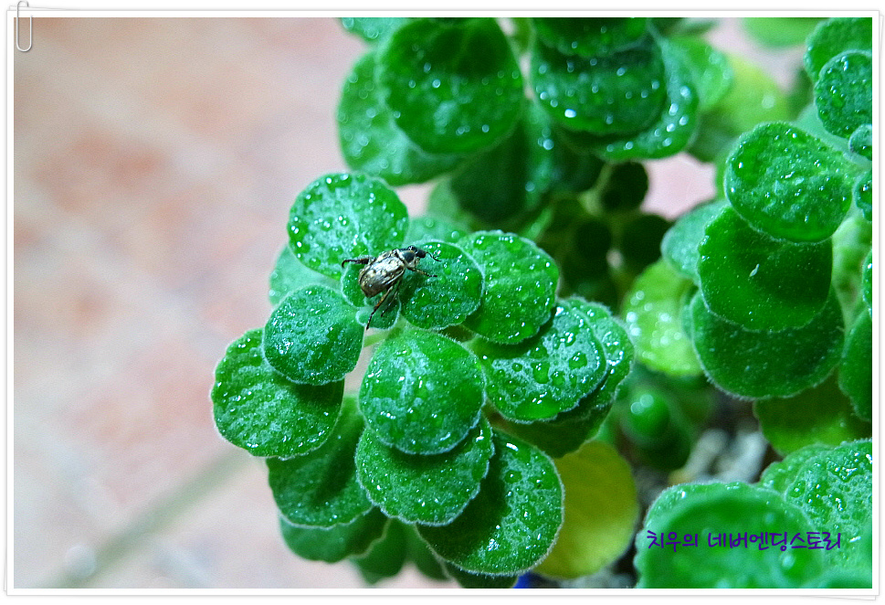 장미허브, 빅스플랜트(Vick's Plant), Succulent Coleus