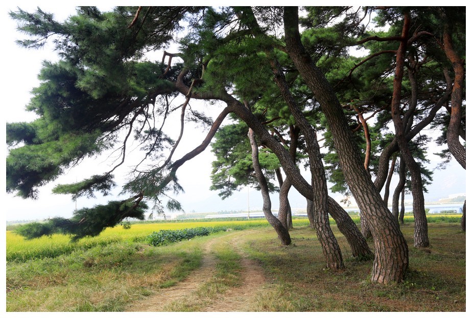 초가을에 찾아간 임한리 솔밭