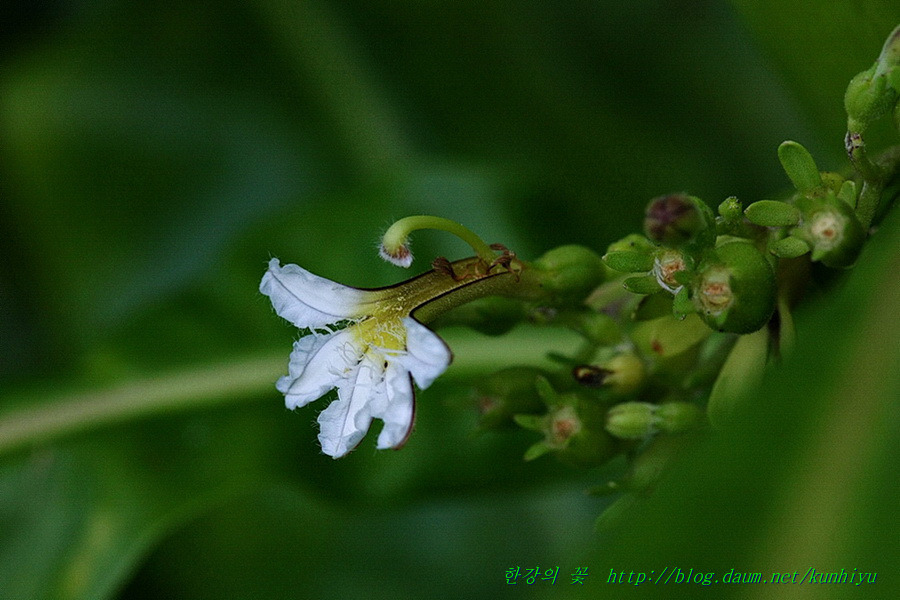 Scaevola Taccada-한강의 꽃