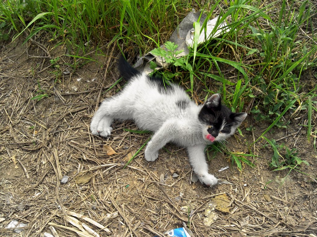 고양이