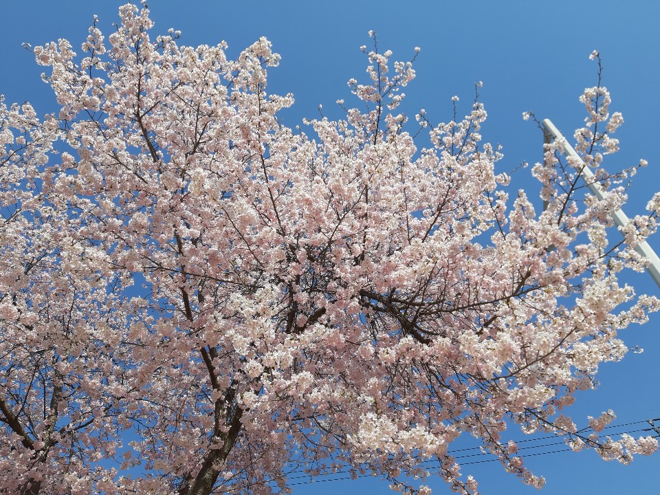 ''오셨군요 봄님''