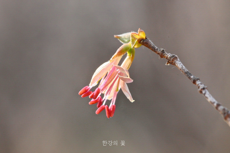 청계산 야생화탐사