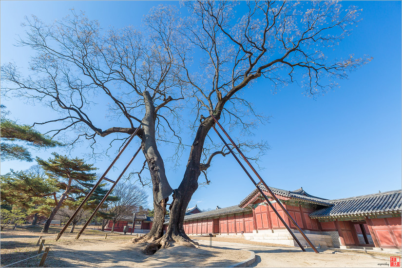 창경궁의 겨울나무 고목들과의 산책길....(2018.12.09)