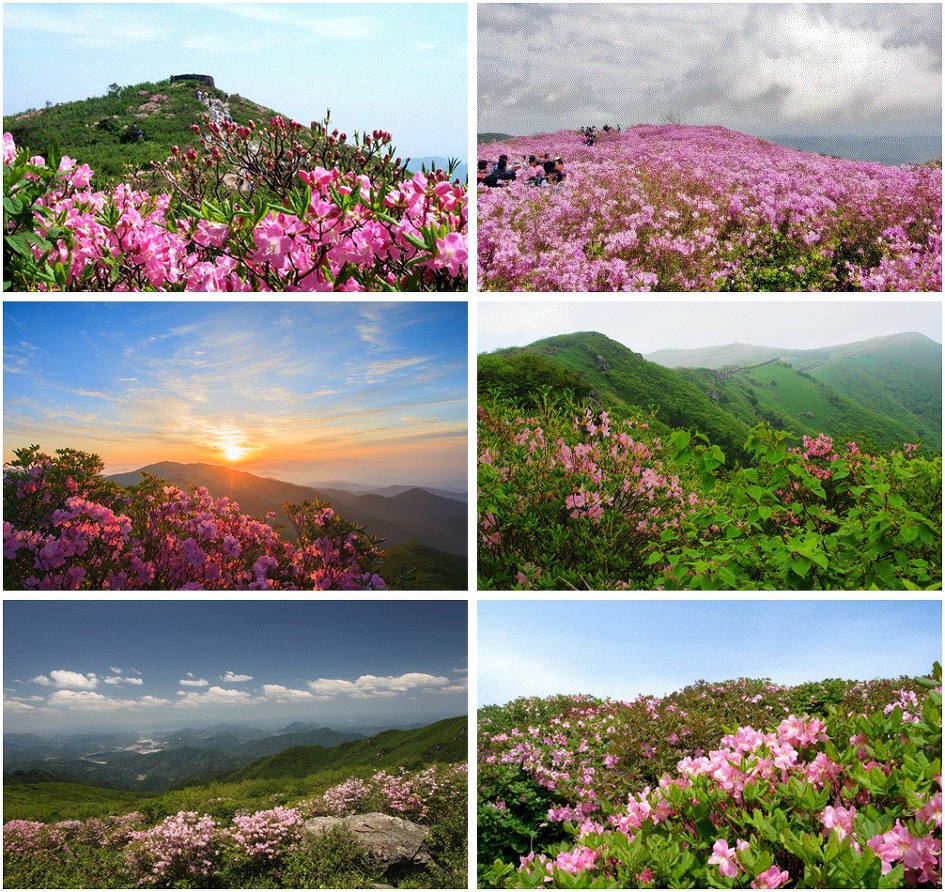 제36회 소백산 철쭉제 / 충북 단양 가볼만한 곳 / 충북 5월 축제 / 충북 가족 여행지
