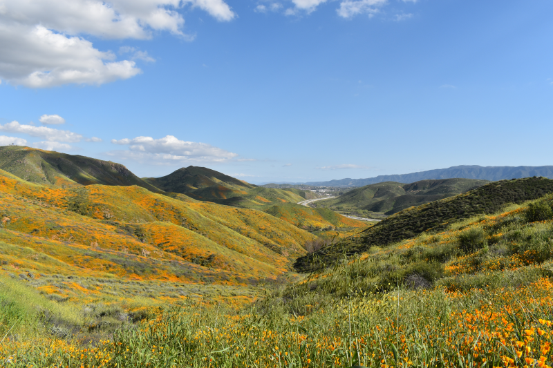 Elsinore-Walker Canyon / Poppy Fields