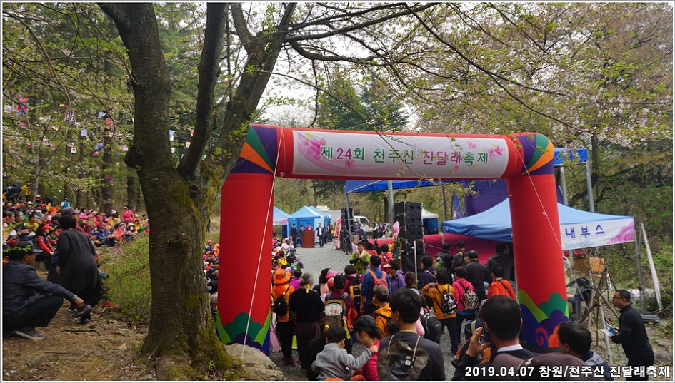 창원/천주산 진달래축제 - 남지 유채단지