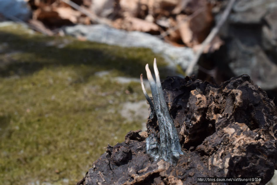 콩꼬투리버섯 Xylaria hypoxylon カノツノタケ