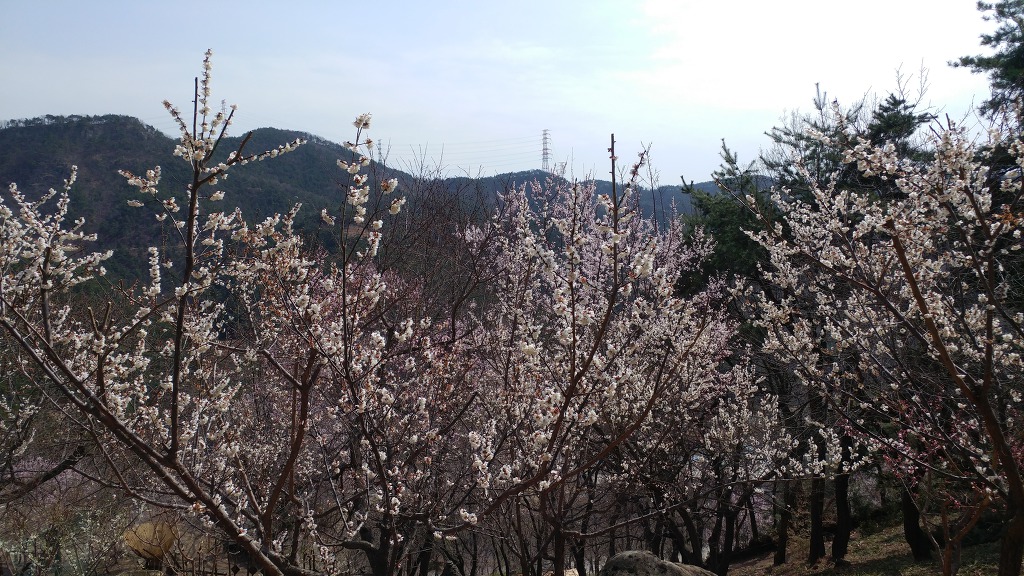 구미에코랜드_산동 참 생태숲 봄꽃