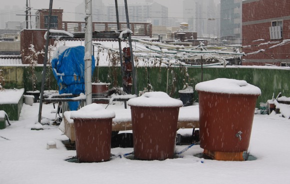 눈이 내리던 오후...(In the afternoon of snow)