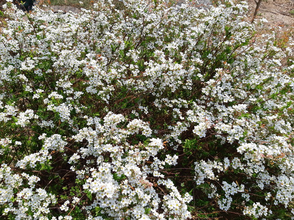 논실카페의 봄 날