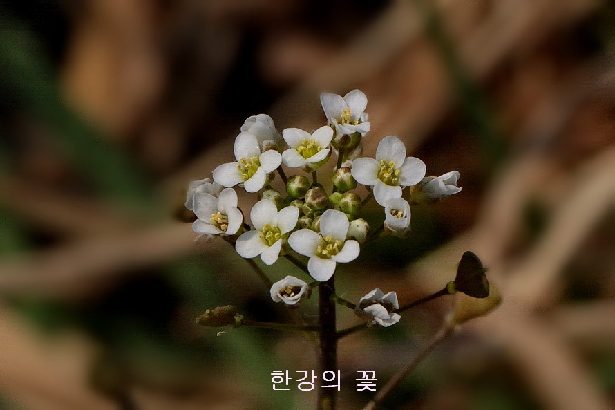 냉이