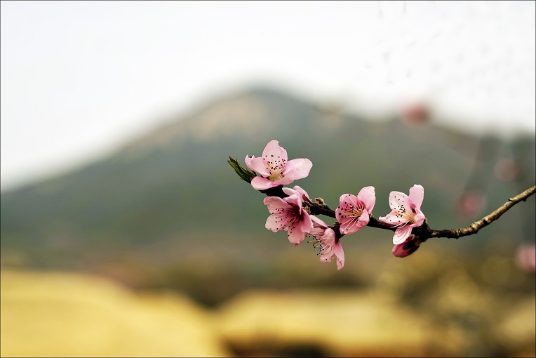 순천 낙안읍성 (2019.03.28)