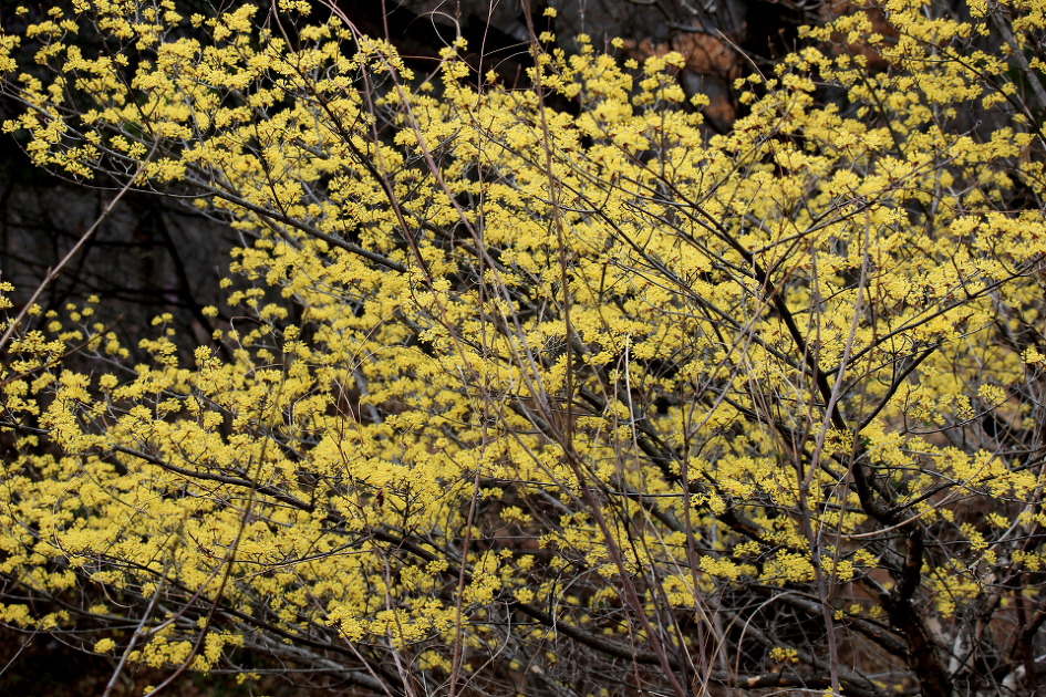 이천 원적산 산수유 산행 (2019.3.31)