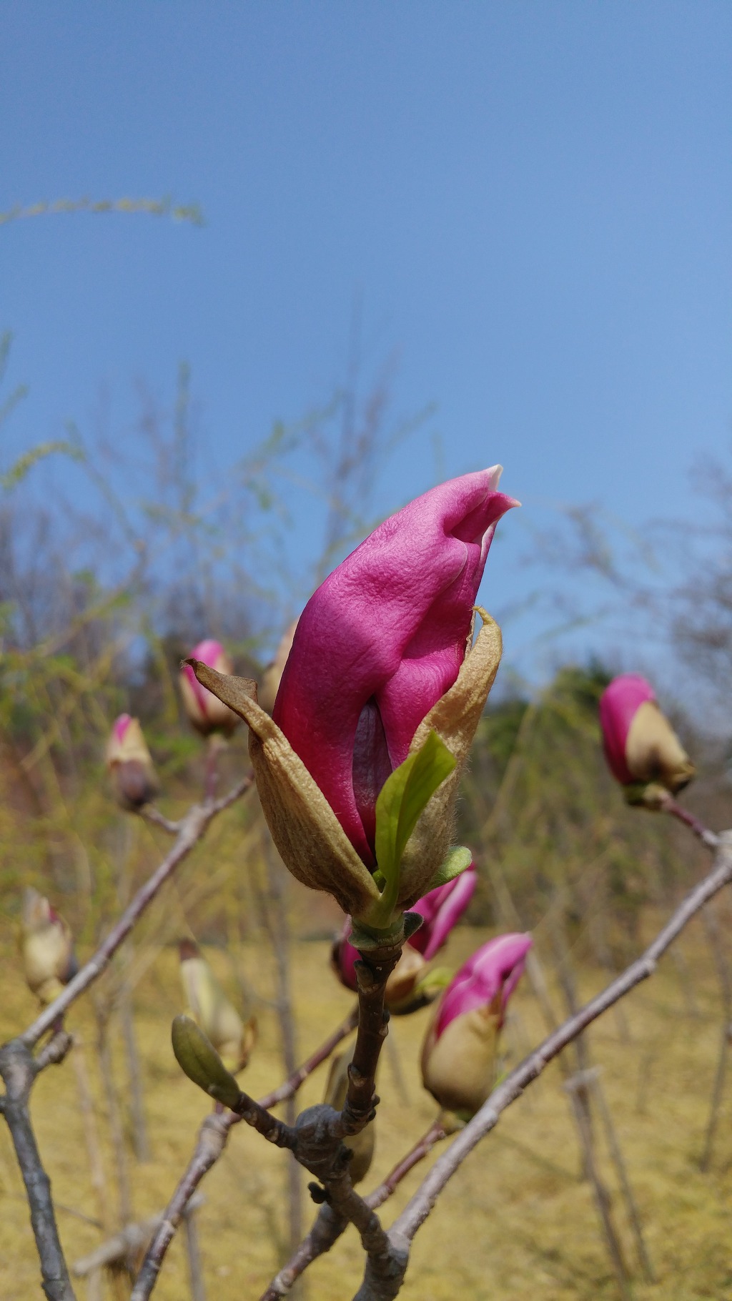구미에코랜드_산동 참 생태숲 봄꽃