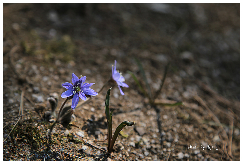 창경궁의 야생화들... 2019, 04, 04