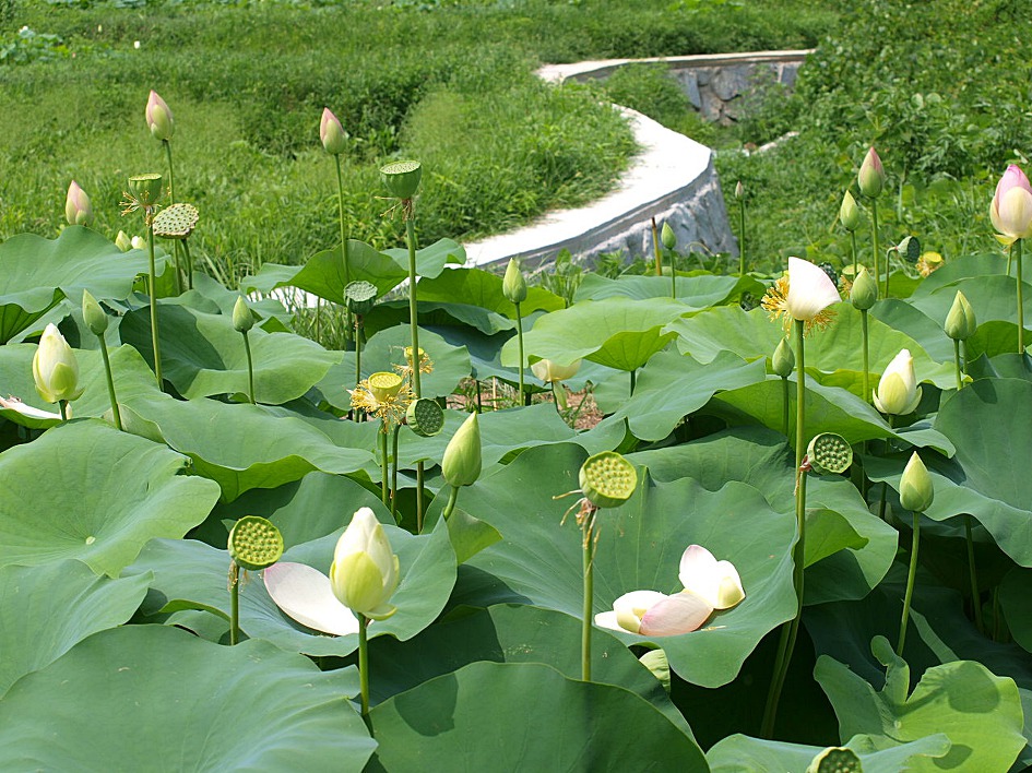 철마 연꽃공원 다녀오다