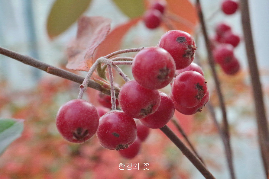 꼭지윤노리나무 열매